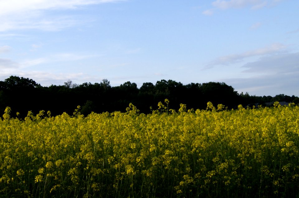 Yellow, Field, Sky, Rapeseed