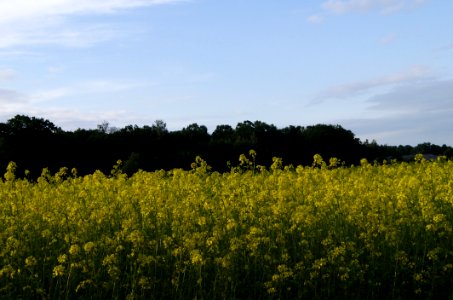 Yellow, Field, Sky, Rapeseed photo