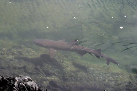 Ecosystem, Fauna, Water, Wildlife