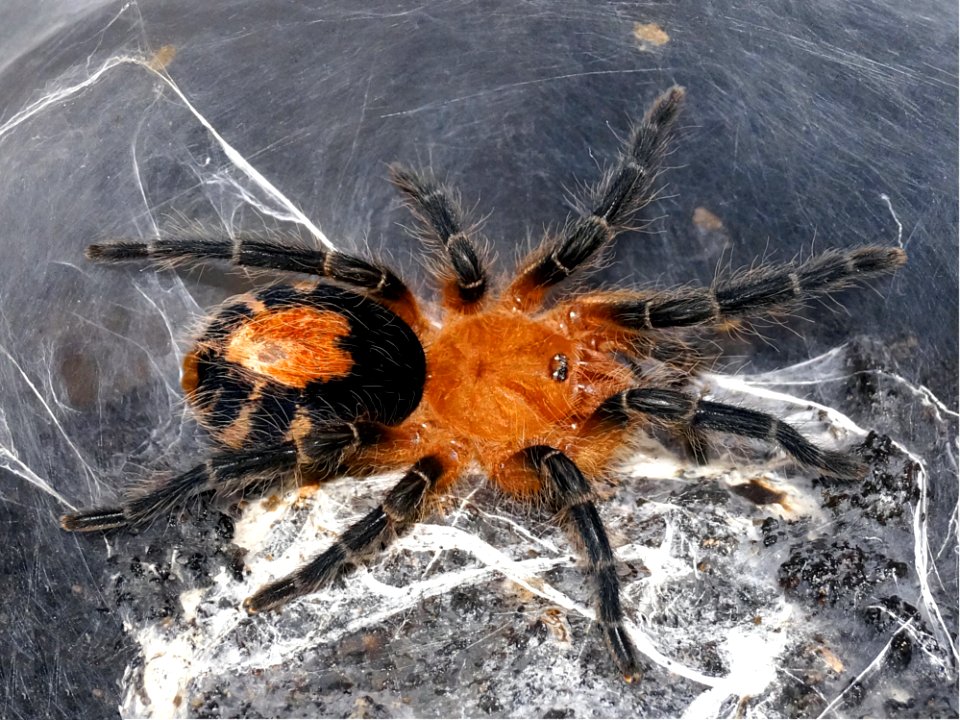 Spider, Arachnid, Tarantula, Invertebrate