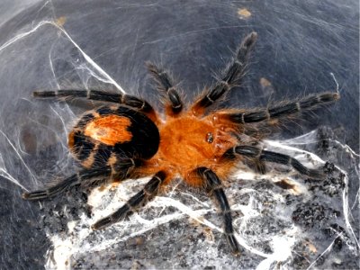 Spider, Arachnid, Tarantula, Invertebrate