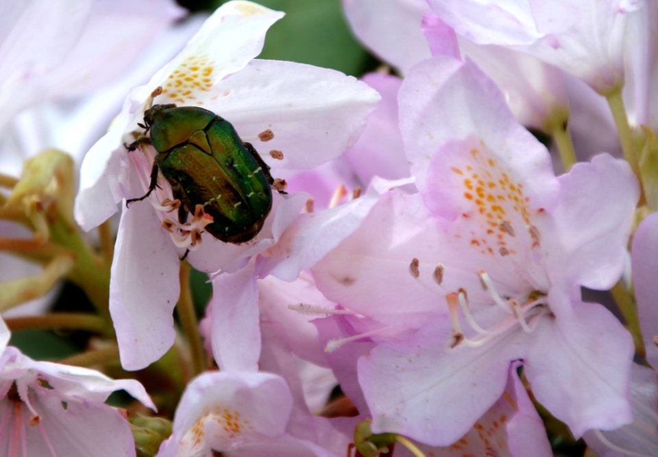 Flower, Bee, Flora, Blossom