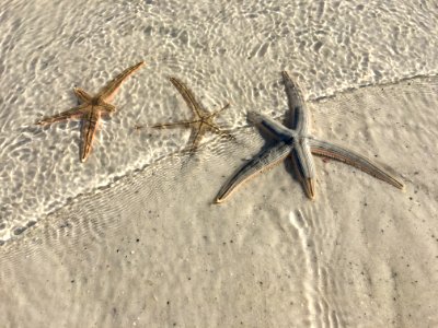 Starfish, Fauna, Invertebrate, Sand photo
