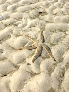 Starfish, Sand, Echinoderm, Marine Invertebrates photo