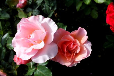Rose, Flower, Rose Family, Pink photo