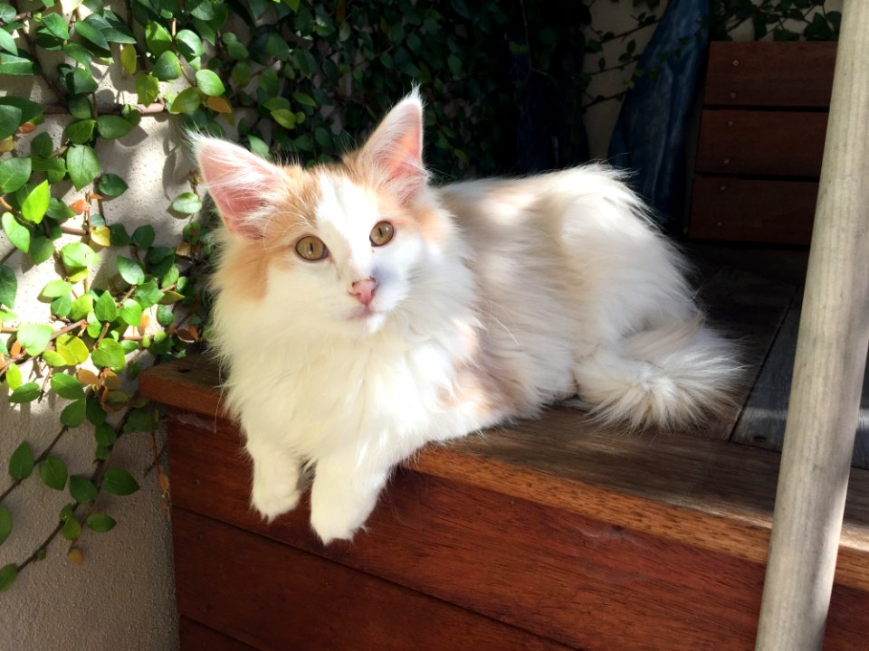 Cat, Small To Medium Sized Cats, Cat Like Mammal, Whiskers