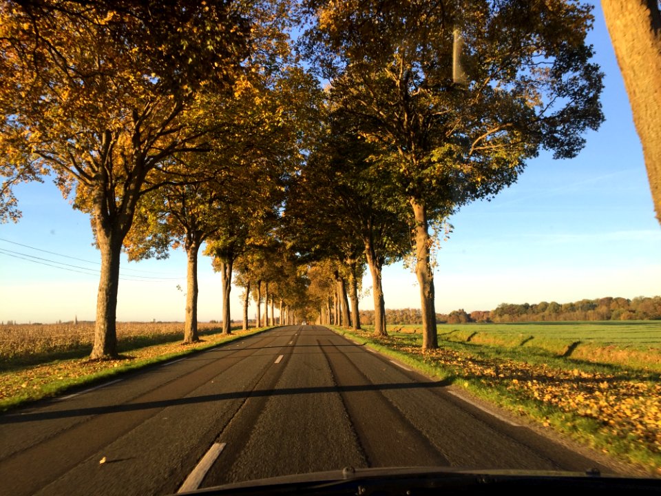 Road, Tree, Sky, Nature