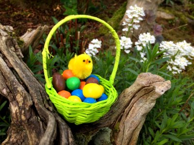 Easter, Grass, Easter Egg, Bird