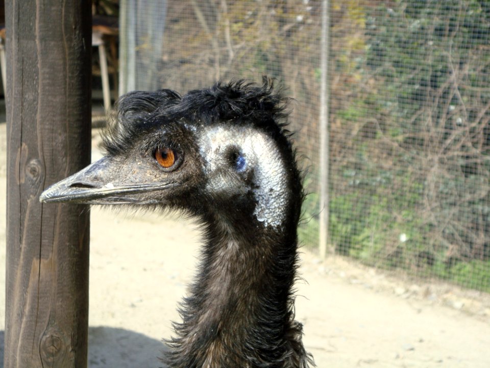 Emu, Ratite, Beak, Bird