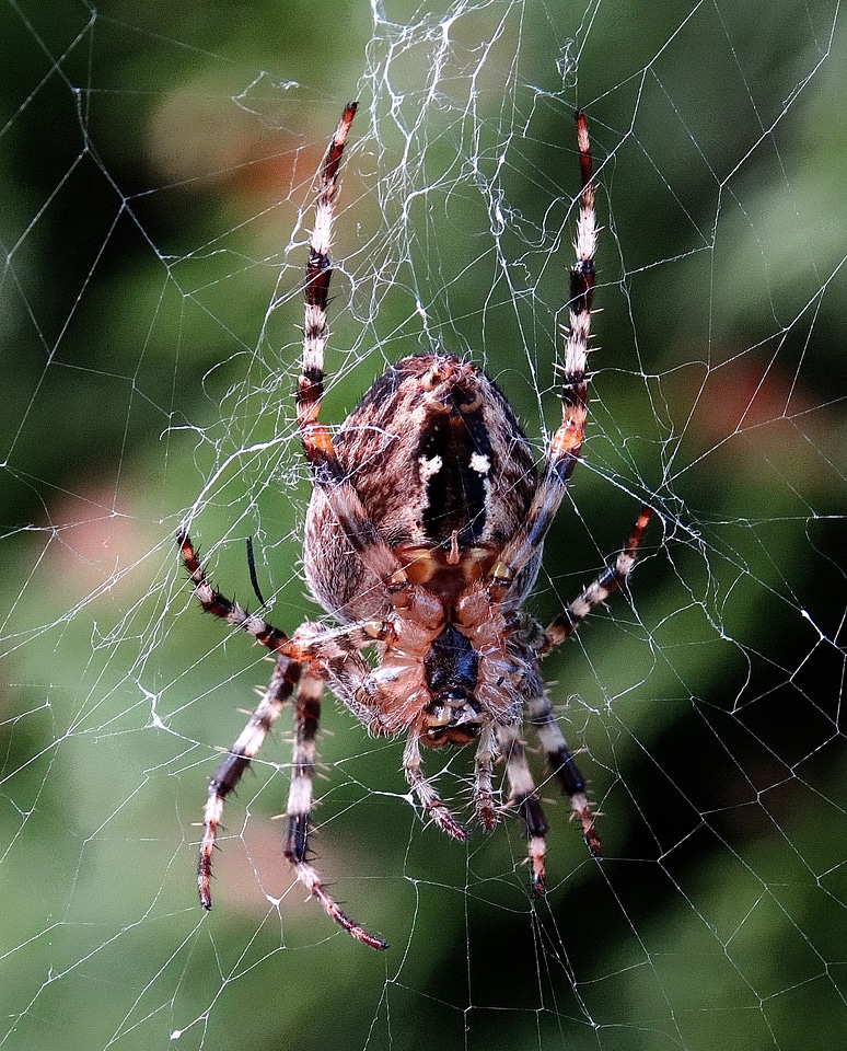 Insect web nature