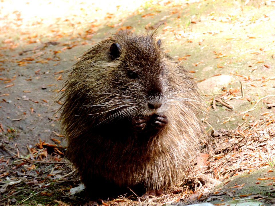 Fauna, Mammal, Muskrat, Rodent