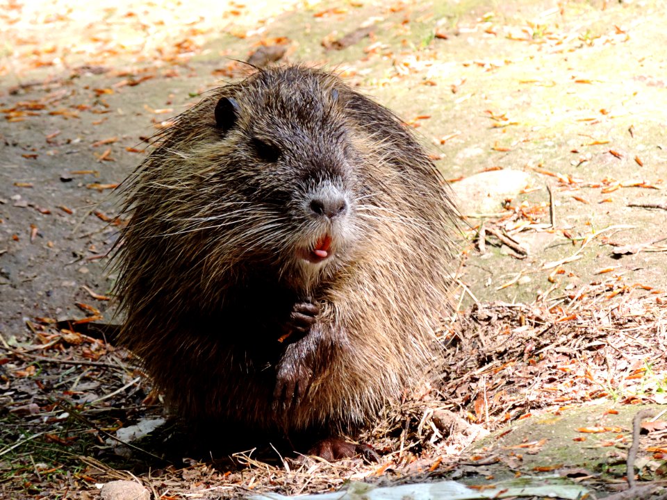 Fauna, Mammal, Muskrat, Beaver