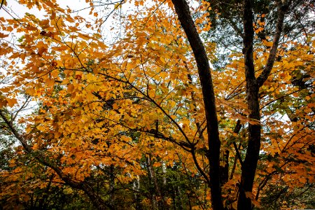 Tree, Autumn, Nature, Leaf photo
