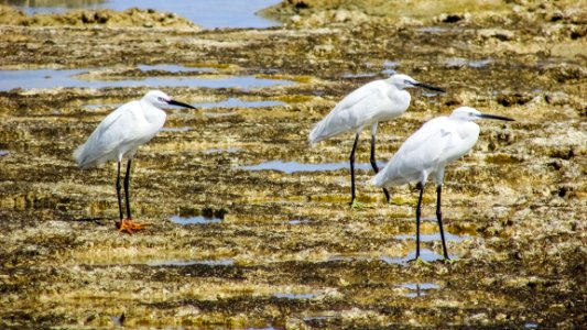 Bird, Ecosystem, Fauna, Shorebird photo