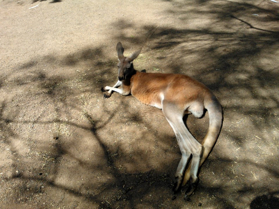 Wildlife, Springbok, Fauna, Mammal