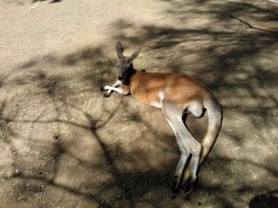Wildlife, Springbok, Fauna, Mammal