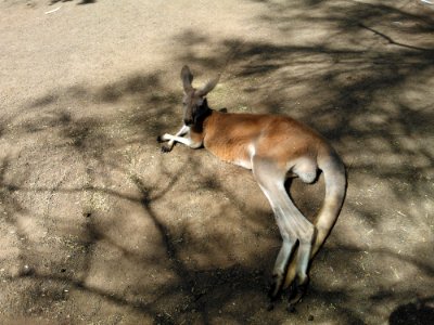 Wildlife, Springbok, Fauna, Mammal photo