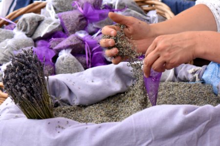 Purple, Lavender, Flower photo