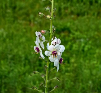 Plant, Flora, Flower, Verbascum