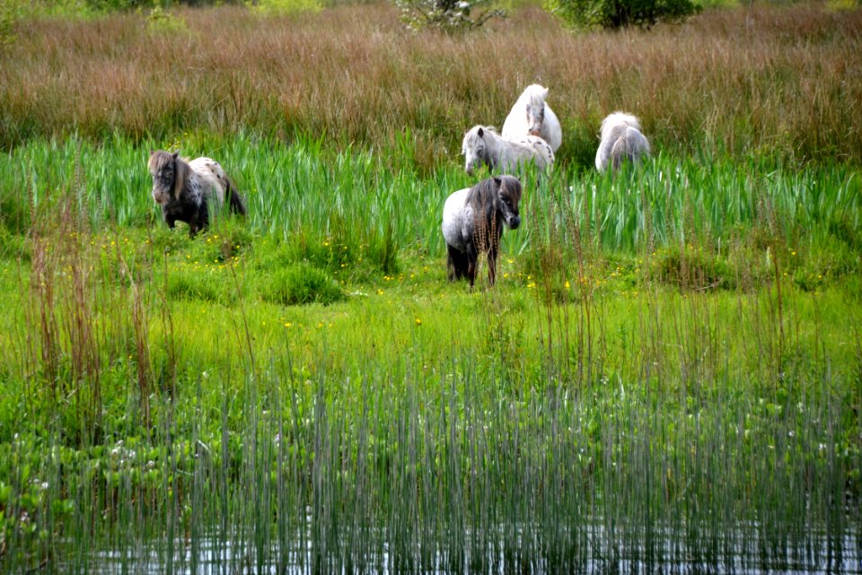 Pasture, Nature Reserve, Wetland, Grassland