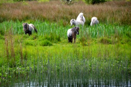 Pasture, Nature Reserve, Wetland, Grassland