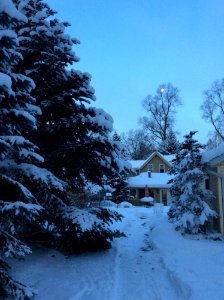 Snow, Winter, Sky, Tree photo