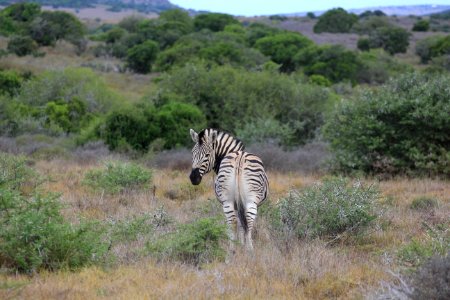 Wildlife, Grassland, Zebra, Ecosystem photo