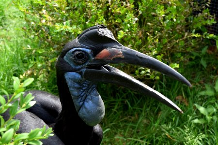 Beak, Hornbill, Bird, Grass