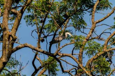 Fauna, Tree, Branch, Ecosystem