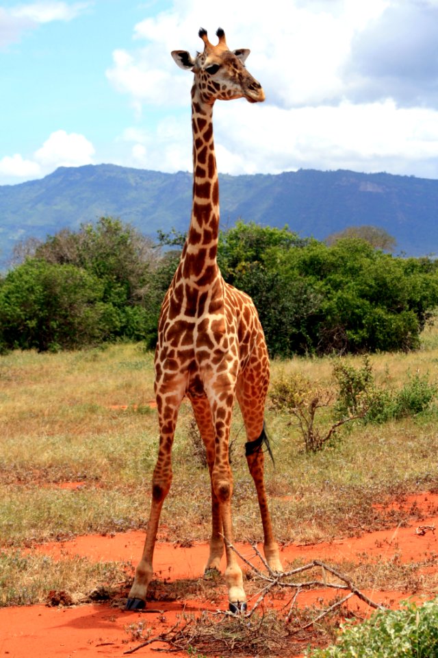 Giraffe, Terrestrial Animal, Wildlife, Giraffidae