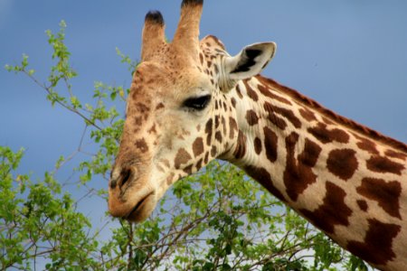 Giraffe, Terrestrial Animal, Wildlife, Giraffidae