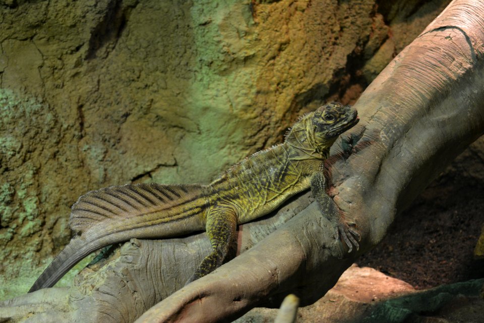 Reptile, Fauna, Scaled Reptile, Iguana