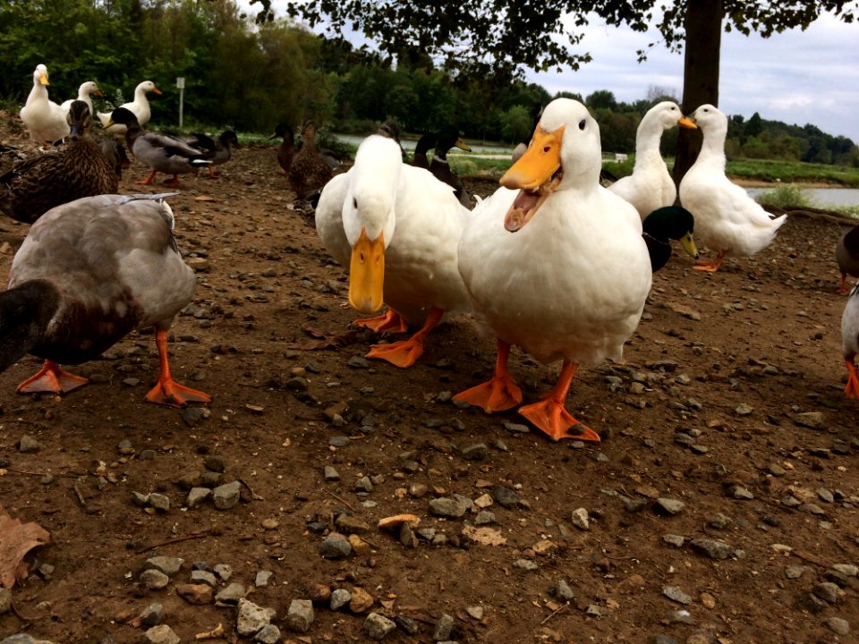 Water Bird, Ducks Geese And Swans, Duck, Bird