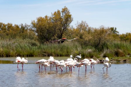 Ecosystem, Bird, Nature Reserve, Wetland