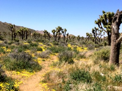 Chaparral, Vegetation, Shrubland, Ecosystem photo