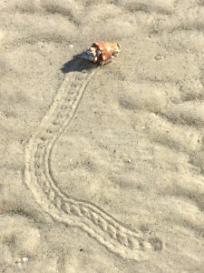 Sand, Soil