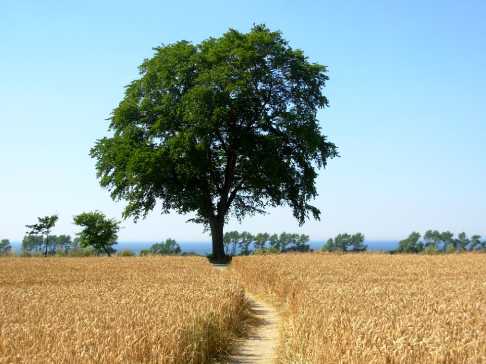 Tree, Field, Woody Plant, Grass Family