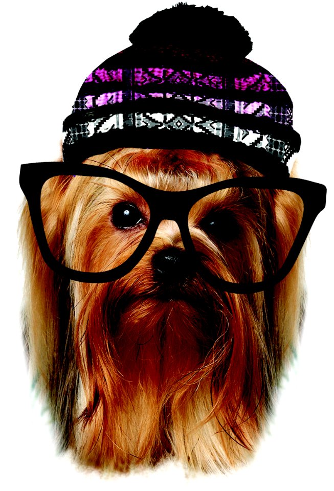 Dog, Dog Like Mammal, Dog Breed, Nose