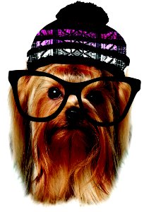 Dog, Dog Like Mammal, Dog Breed, Nose
