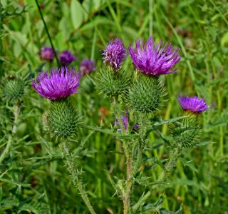 Plant, Silybum, Thistle, Cynara