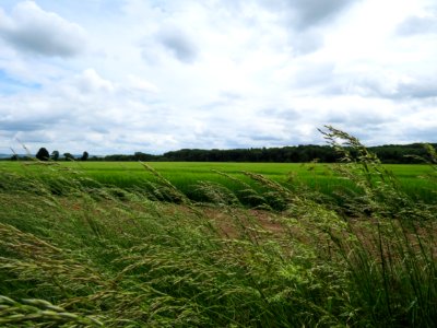 Grassland, Pasture, Prairie, Sky