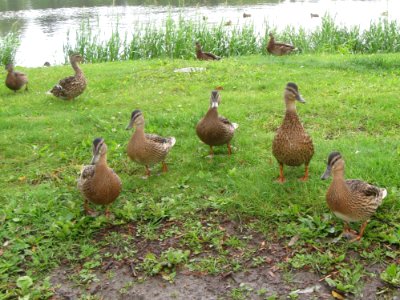 Duck, Bird, Fauna, Ducks Geese And Swans