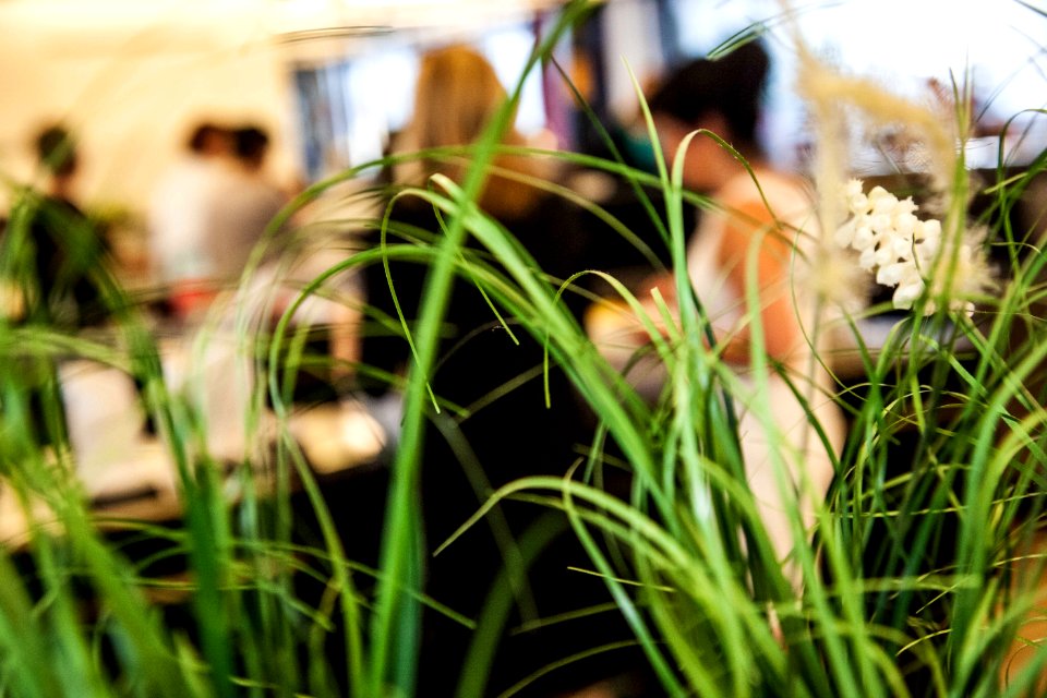Plant, Flower, Grass, Flora