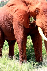 Elephant, Elephants And Mammoths, Terrestrial Animal, Wildlife