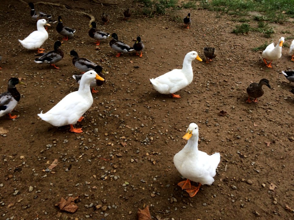 Duck, Bird, Water Bird, Ducks Geese And Swans