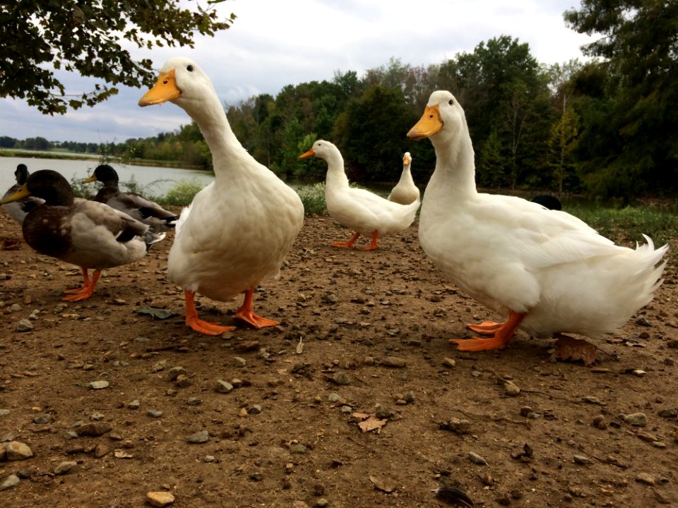 Bird, Water Bird, Duck, Ducks Geese And Swans