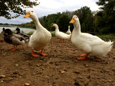 Bird, Water Bird, Duck, Ducks Geese And Swans