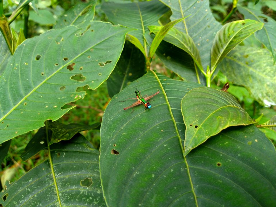 Leaf, Plant, Flora, Plant Pathology
