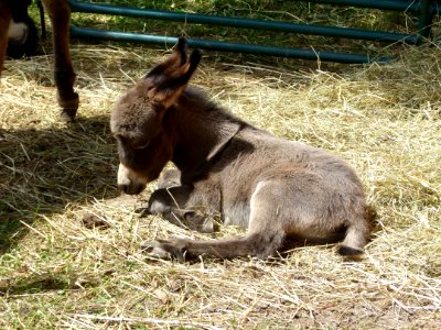 Donkey, Fauna, Horse Like Mammal, Livestock