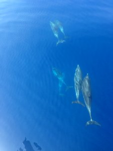 Dolphin, Marine Mammal, Whales Dolphins And Porpoises, Water photo